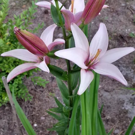 Lawendowy Nad Jeziorem Hébergement de vacances Szteklin