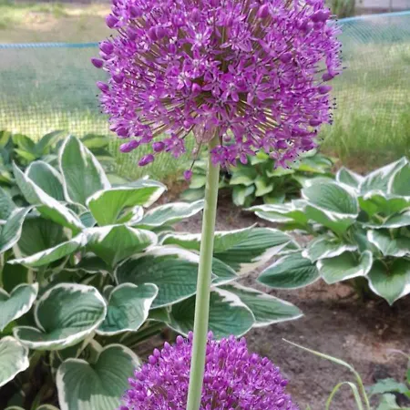 Lawendowy Nad Jeziorem * Szteklin