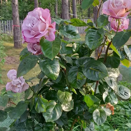 Hébergement de vacances Lawendowy Nad Jeziorem