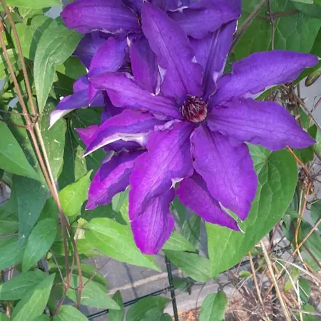 Lawendowy Nad Jeziorem * Szteklin