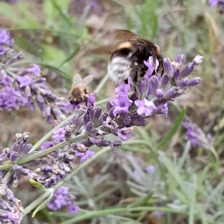 Lawendowy Nad Jeziorem