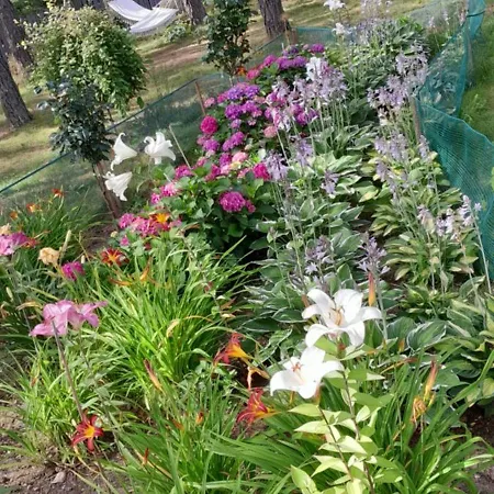 Lawendowy Nad Jeziorem *