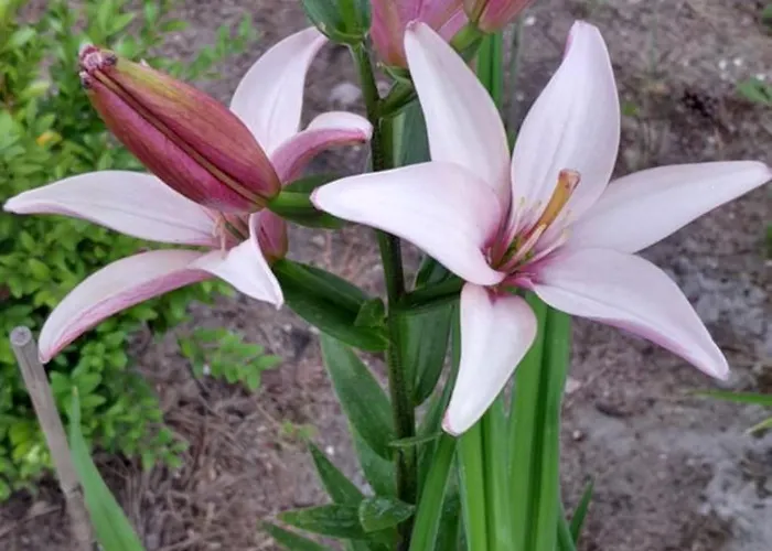 Lawendowy Nad Jeziorem بيت للعطل Szteklin