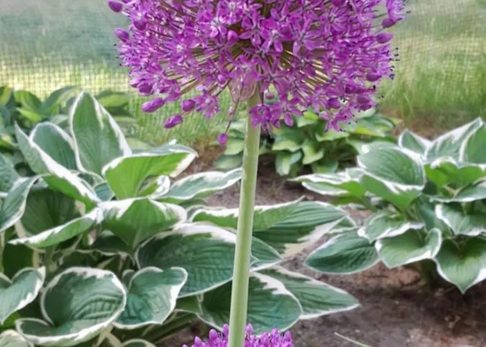 Lawendowy Nad Jeziorem * Szteklin