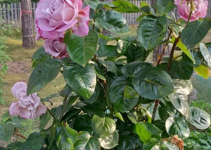 بيت للعطل Lawendowy Nad Jeziorem