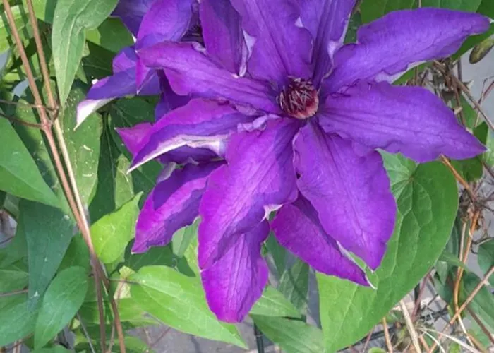 Lawendowy Nad Jeziorem * Szteklin