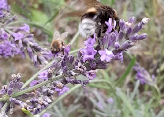 Lawendowy Nad Jeziorem