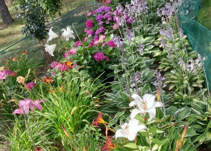 Lawendowy Nad Jeziorem *